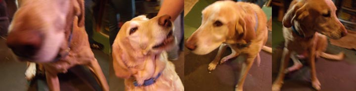 GEDSC DIGITAL CAMERA